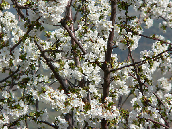 cherry_tree_blossoms